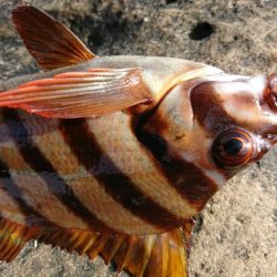 太地でグレ釣り