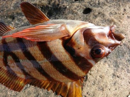 太地でグレ釣り