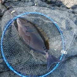 潮岬でグレ釣り