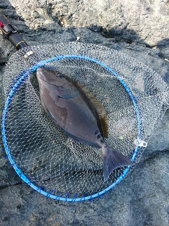 潮岬でグレ釣り