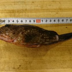 仕事終わりの釣果