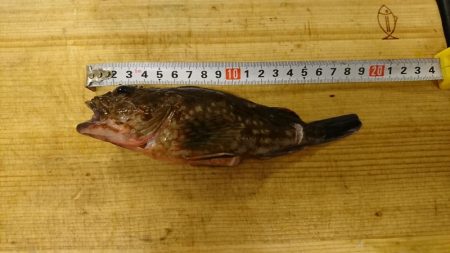 仕事終わりの釣果