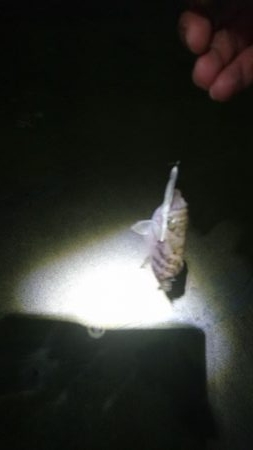 仕事終わりランガン3時間