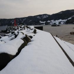 エギング　ヤリイカ