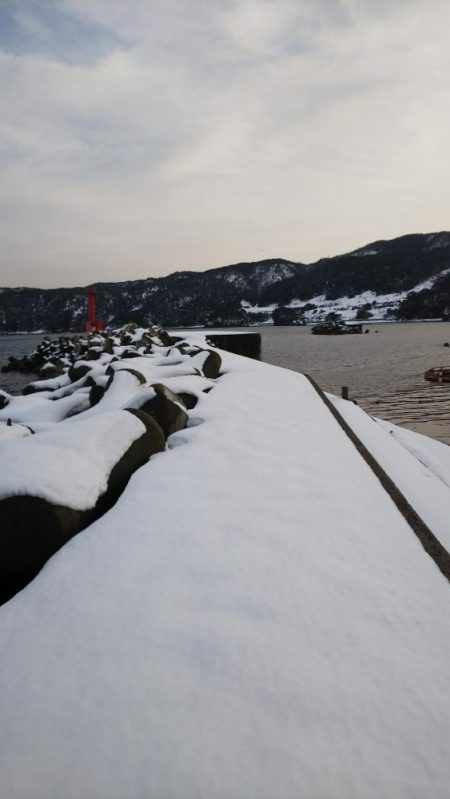 エギング　ヤリイカ