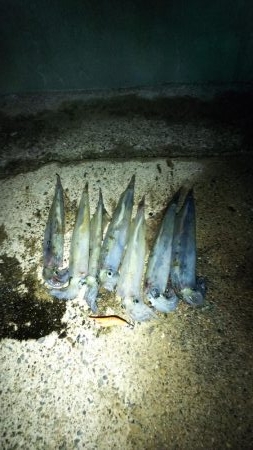 エギング　ヤリイカ