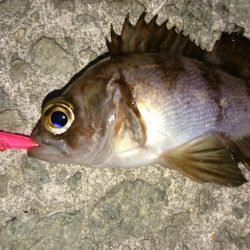 メバリング楽し～(*^^*)