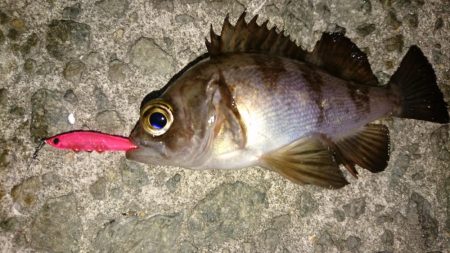 メバリング楽し～(*^^*)