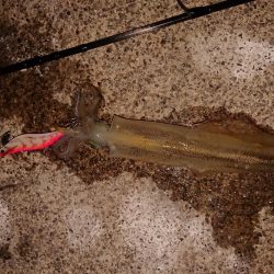 久々のヤリイカ