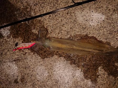 久々のヤリイカ