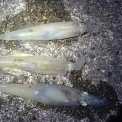 ヤリイカエギング