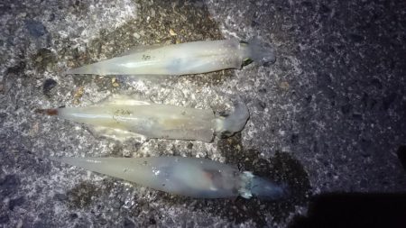 ヤリイカエギング