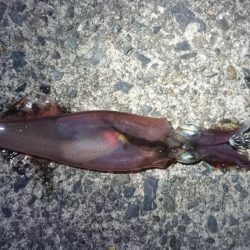 ヤリイカエギング