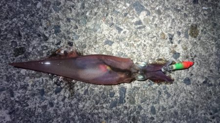 ヤリイカエギング