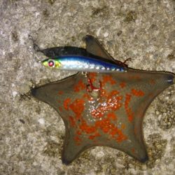 メバルを求めて