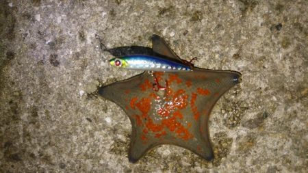 メバルを求めて