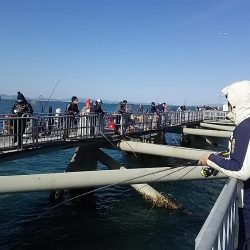 サビキ釣りでマイワシ絶好調