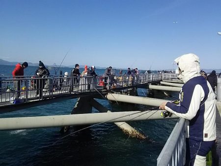 サビキ釣りでマイワシ絶好調