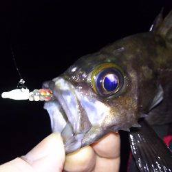 低潮位も高活性！