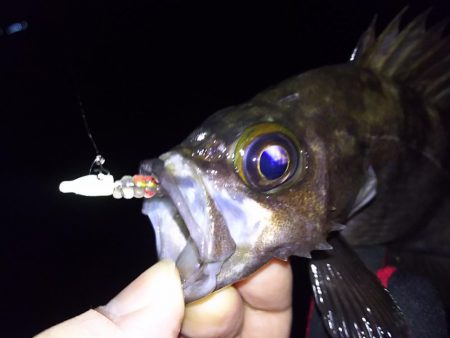 低潮位も高活性！