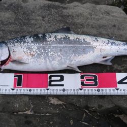 シーバス釣りのはずが