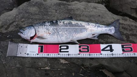 シーバス釣りのはずが