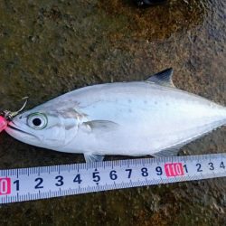 寒気が緩みトップで出ました。