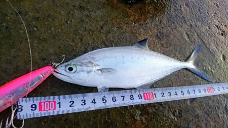 寒気が緩みトップで出ました。