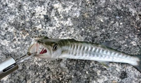 オニカマス以外は激シブ