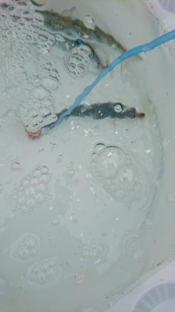 久しブリ❗逃しイワシ