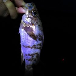 今日は、やっと。でも昨日