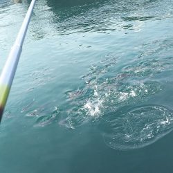 のんびりしてたら・・・。