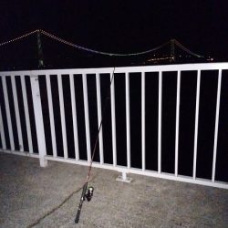 初フロート釣果