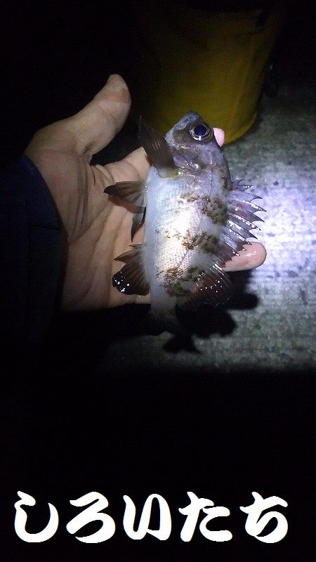 ガシラがよく釣れました。でも・・・