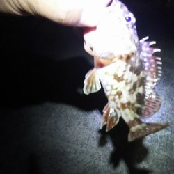 今日もガッシー。