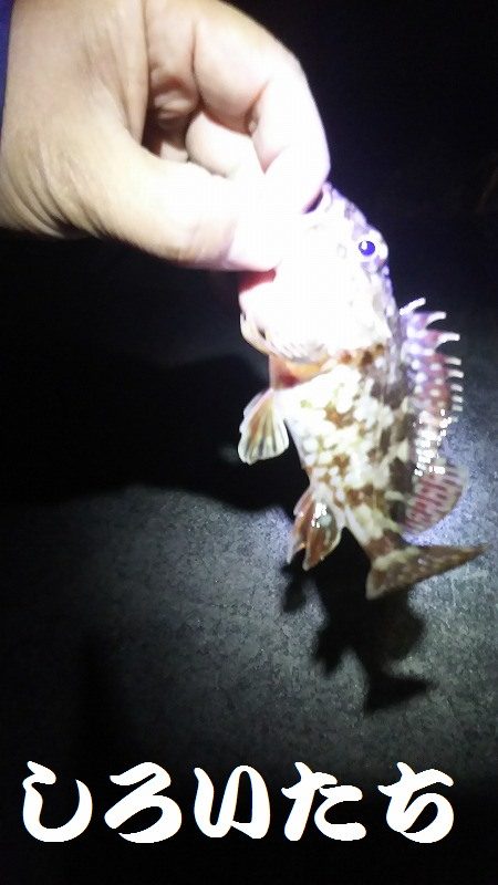 今日もガッシー。