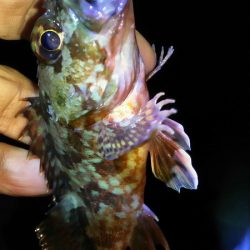 今日こそはメバル釣りたい。