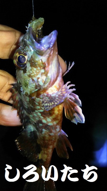 今日こそはメバル釣りたい。