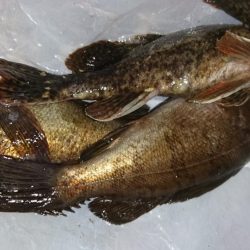 風邪はなかったがアタリもなく