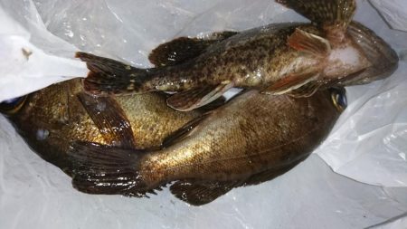 風邪はなかったがアタリもなく