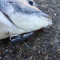 デイチニングで年無し