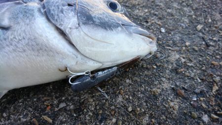 デイチニングで年無し