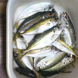 春の嵐前に強行してきました❗