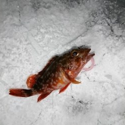 何度目かのヤリイカリベンジ