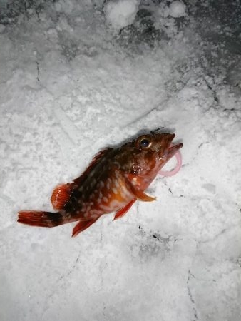 何度目かのヤリイカリベンジ