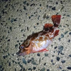 ヤリイカリベンジ！