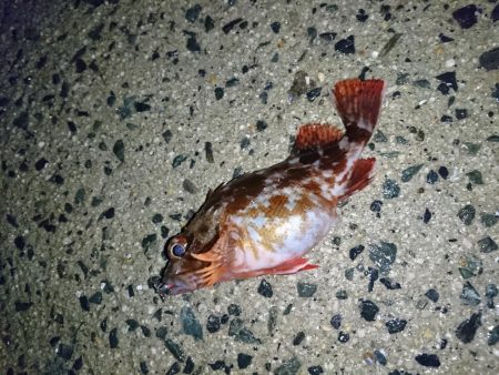 ヤリイカリベンジ！