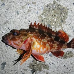 本命はヤリイカだが……