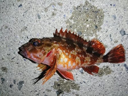 本命はヤリイカだが……