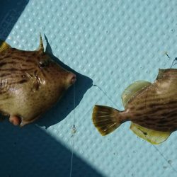 カワハギ釣り